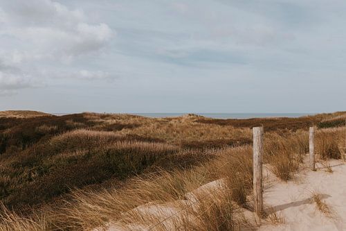 Dune area of Castricum aan Zee in North Holland, the Netherlands