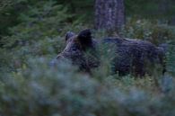 Wildschwein (Sus scrofa) bricht am späten Abend durch dichtes Unterholz, wildlife, Europa. von wunderbare Erde Miniaturansicht