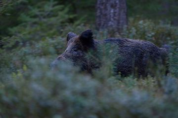 Scared Wild Boar ( Sus scrofa ) breaching through thick undergrowth of a coniferous forest at dawn, 
