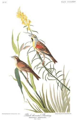 Dickcissel