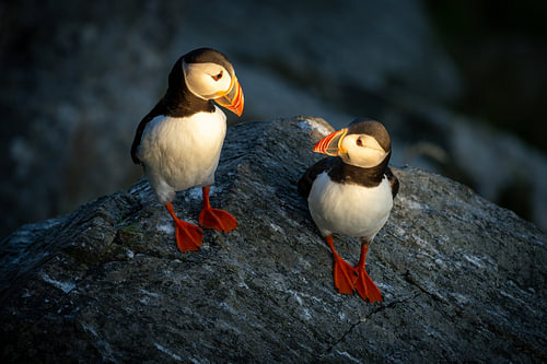Puffins in the evening sun