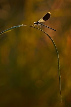 beekjuffer in het bruin by Francois Debets