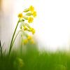 Cowslip by Michael Wolf