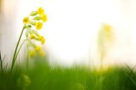 Cowslip by Michael Wolf thumbnail