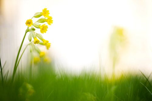 Cowslip