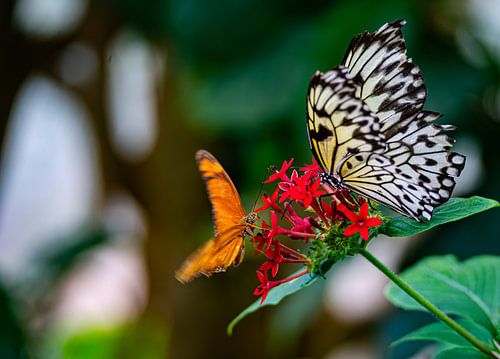 papillons sur Stefan Havadi-Nagy
