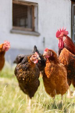 Rooster and chickens by Gabry Zijlstra