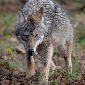 Augenkontakt von JMV nature photography
