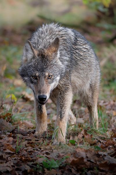 Augenkontakt von JMV nature photography