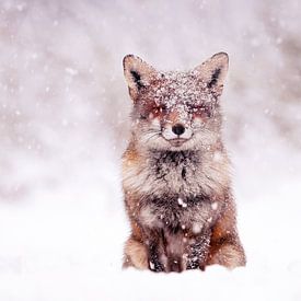 Fox in the snow by Roeselien Raimond