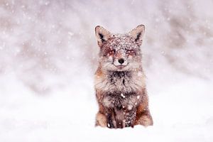 Vos in de sneeuw