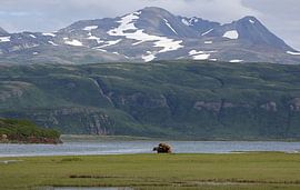 Mating grizzly bears in ALaska by Jos Hug