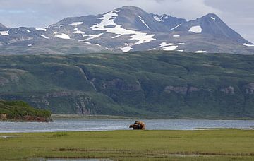 Paarung von Bären in Alaska von Jos Hug