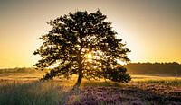 Sunrise on the purple Regte Heide in bloom