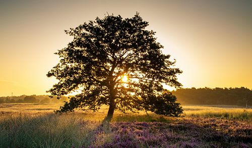 Lever de soleil sur la Regte Heide violette en fleurs