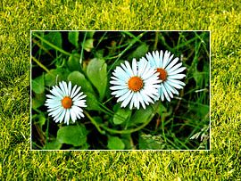 Petite ancolie sur Gertrud Scheffler