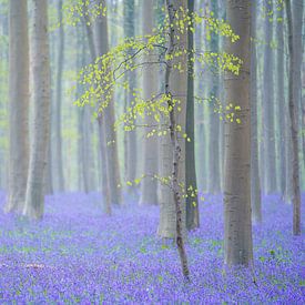 Purple-green spring by Bas Oosterom