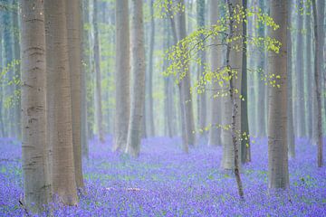 Lila-grüner Frühling von Bas Oosterom