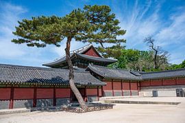 Changdeokgung Königliche Eleganz