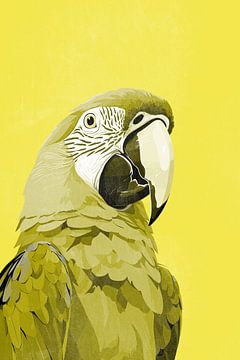 Macaw Parrot in Yellow by Whale & Sons