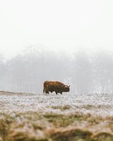 Vache Écossaise dans un Paysage Hivernal Brumeux