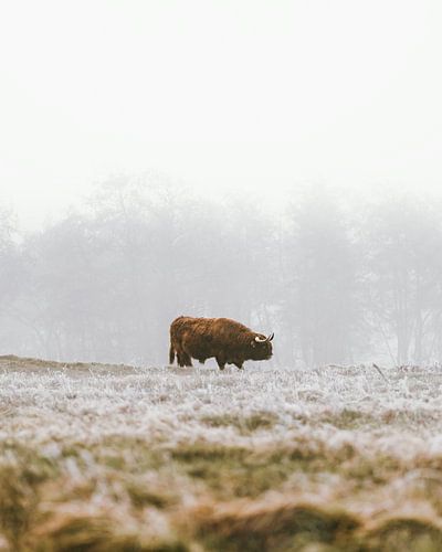Highland Cow in Misty Winter Landscape