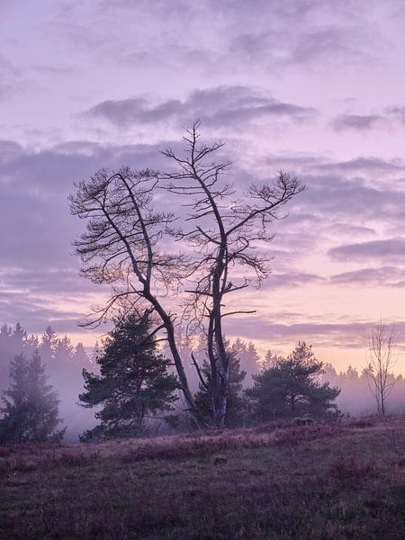 Violet Friend by Max Schiefele