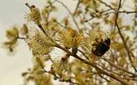 De Hommel