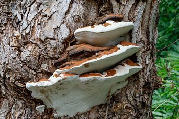 Pilz