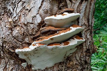 paddenstoel van Joop Kalshoven
