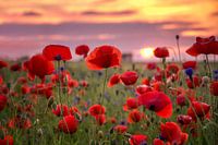 Poppies
