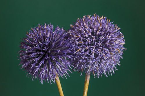 Twee Kogeldistels: De koppen bij elkaar steken