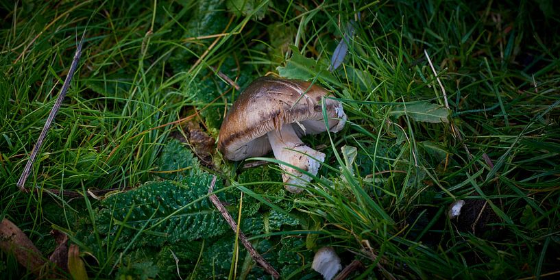 Gebrochener Pilz in Grün von Jenco van Zalk