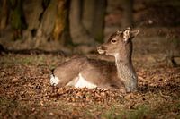 Young deer