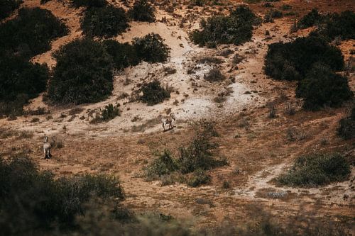 Het Afrikaans landschap. Spot jij de zebra's?