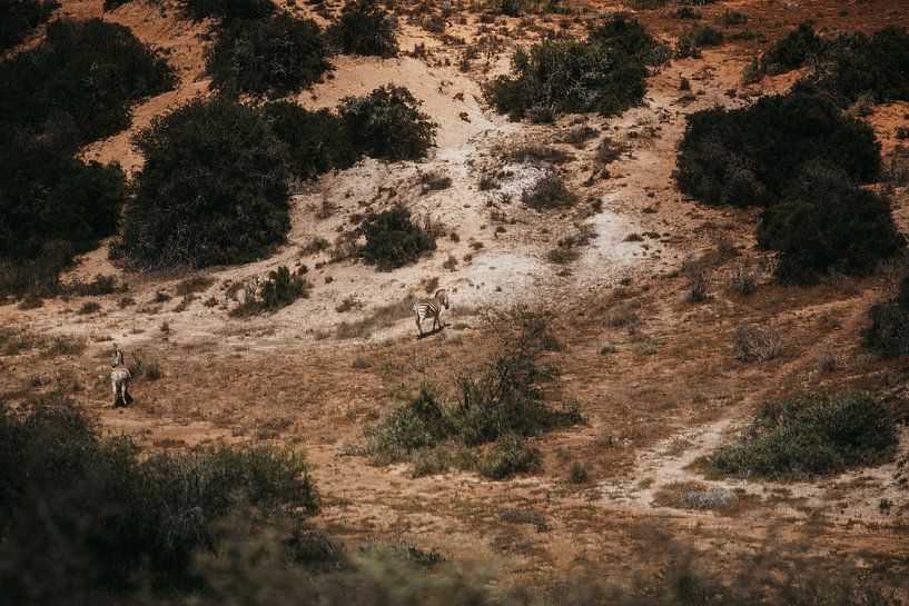 The African landscape. Do you spot the zebras? by Floor Bogaerts