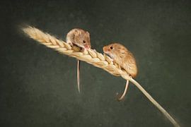 Animal 9 sur Silvia Creemers