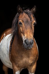 Black Jack sur Eilandkarakters Ameland