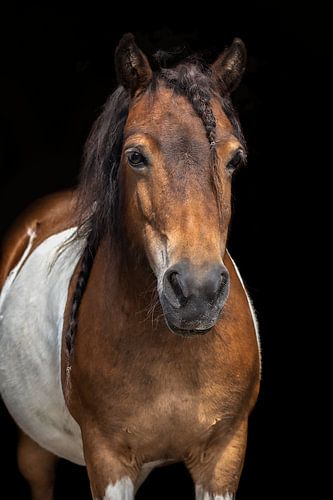 Black Jack