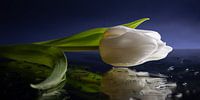Die gefallene weiße Tulpe von Marjolijn van den Berg Miniaturansicht