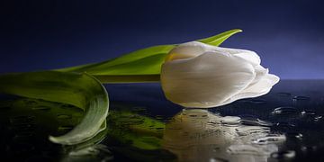 die gefallene weiße Tulpe von Marjolijn van den Berg