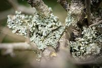 Lichen worlds in hiding