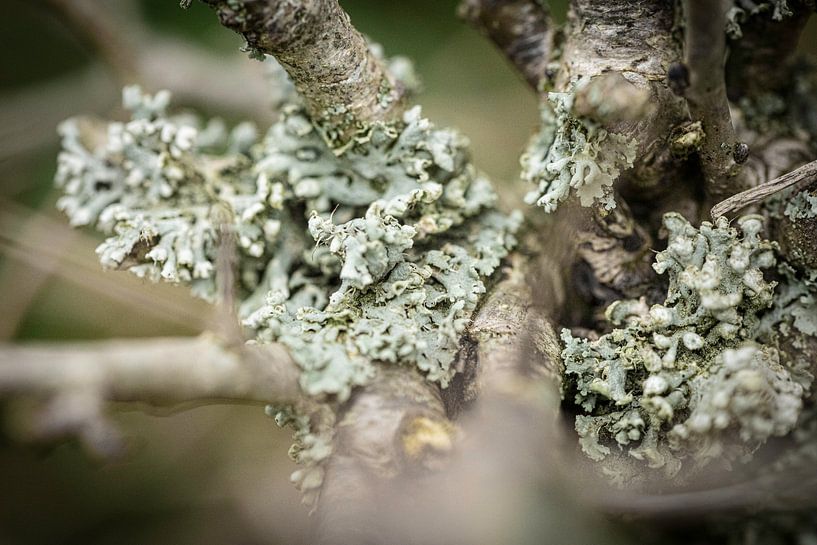 Lichen worlds in hiding by Thorsten Güttes / 25pictures