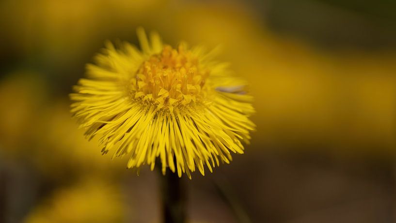 Lesser coltsfoot by Corrie Post