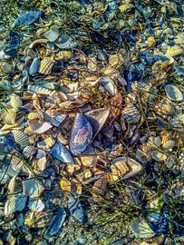 North Sea : Mussels by Photoart-Naegele