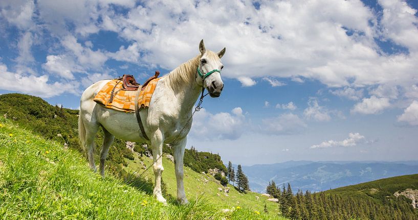 Cheval blanc dans les Carpates roumaines par Marc Venema
