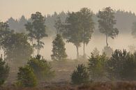 Bomen in de mist van Remco Van Daalen thumbnail