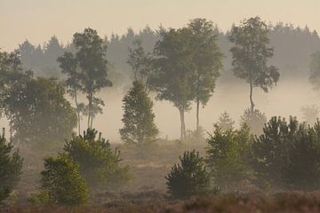 Bäume im Nebel von Remco Van Daalen
