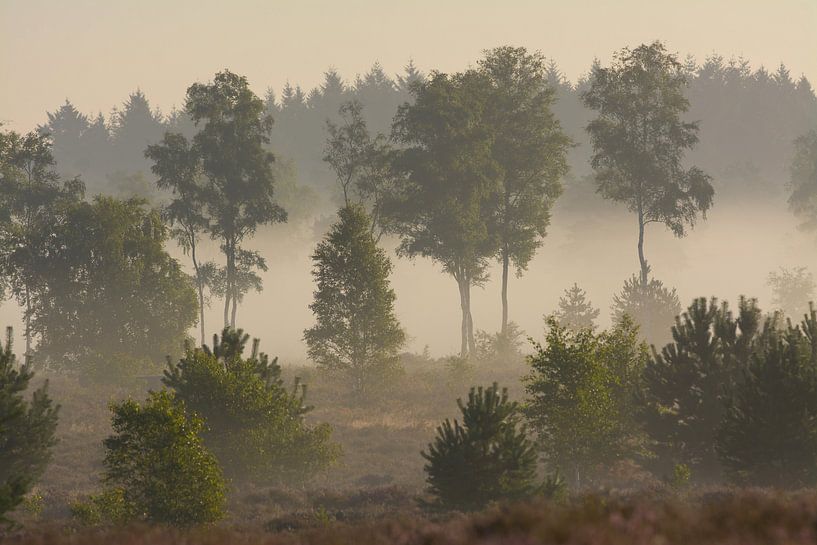 Des arbres dans le brouillard par Remco Van Daalen