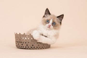 Ragdoll kitten by Elles Rijsdijk